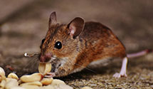 24 Hour & Emergency Exterminators in E Chillisquaq, PA